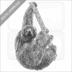 Maned Sloth