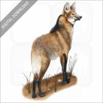 Maned Wolf stock image