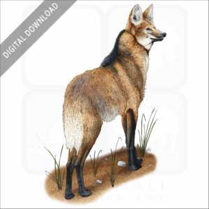 Maned Wolf stock image