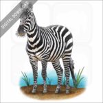 Maneless Zebra stock image