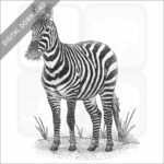 Maneless Zebra