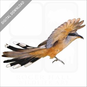Mangrove Cuckoo stock image