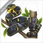 Mangrove Snake stock image