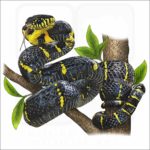 Mangrove Snake illustration
