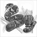 Mangrove Snake