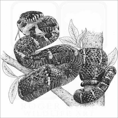 Mangrove Snake