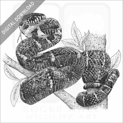 Mangrove Snake