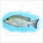 Mangrove Snapper illustration