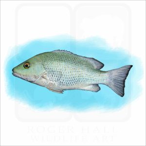 Mangrove Snapper illustration