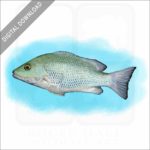 Mangrove Snapper stock image