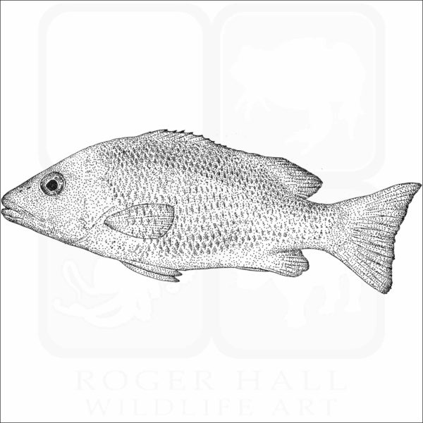 Mangrove Snapper