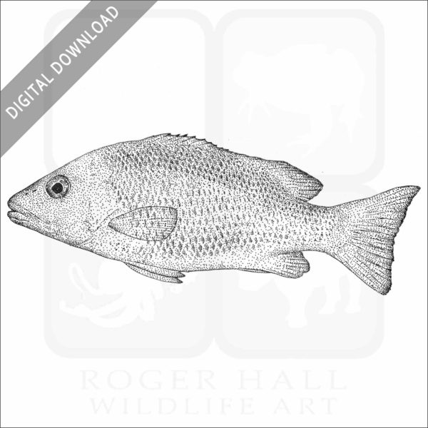 Mangrove Snapper