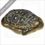 Mangrove Terrapin stock image