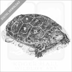 Mangrove Terrapin
