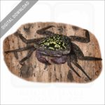 Mangrove Tree Crab illustration