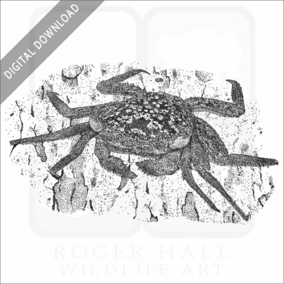Mangrove Tree Crab