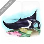 Giant Oceanic Manta Ray stock image