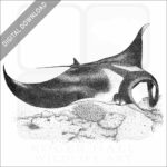 Giant Oceanic Manta Ray