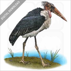 Marabou Stork stock image