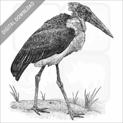 Marabou Stork