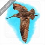 Marbled Godwit stock image