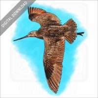 Marbled Godwit stock image
