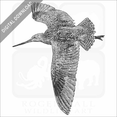 Marbled Godwit