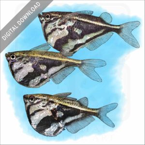 Marbled Hatchetfish stock image