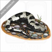 Marbled Salamander stock image