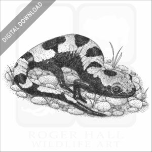 Marbled Salamander