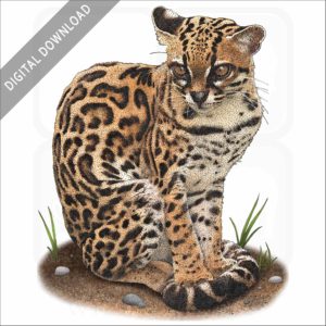 Margay stock image