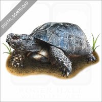 Marginated Tortoise stock image