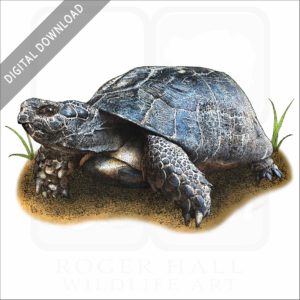 Marginated Tortoise stock image