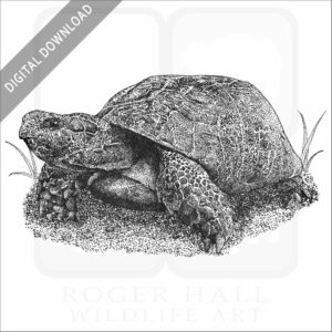 Marginated Tortoise