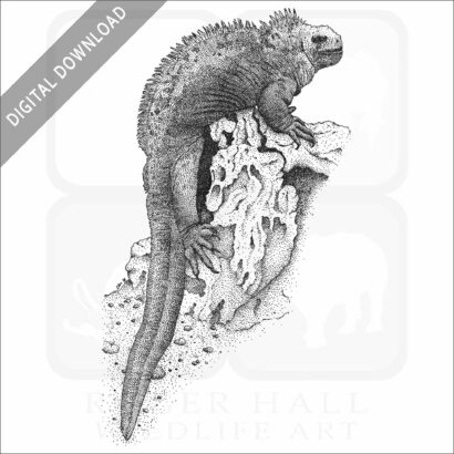Marine Iguana
