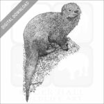 Marine Otter