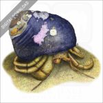 Maroon Hermit Crab stock image