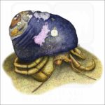 Maroon Hermit Crab illustration