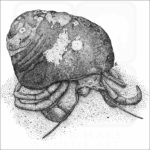 Maroon Hermit Crab