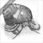 Maroon Hermit Crab