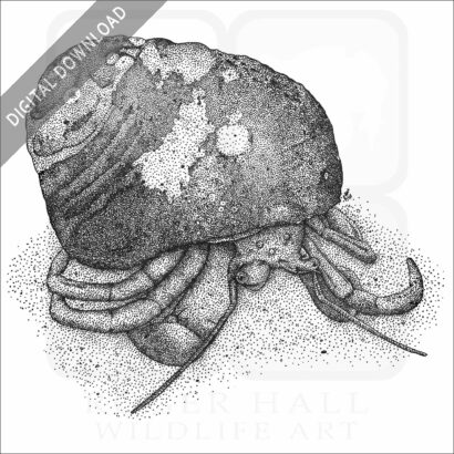 Maroon Hermit Crab