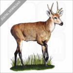 Marsh Deer stock image