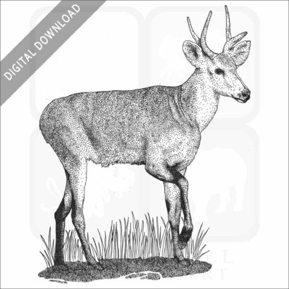 Marsh Deer