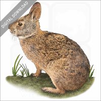 Marsh Rabbit stock image