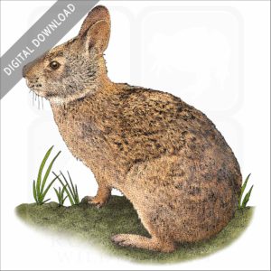 Marsh Rabbit stock image
