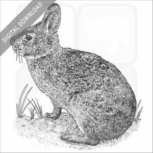 Marsh Rabbit