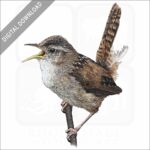 Marsh Wren stock image