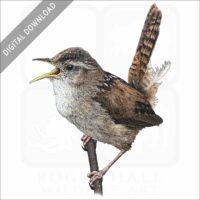 Marsh Wren stock image