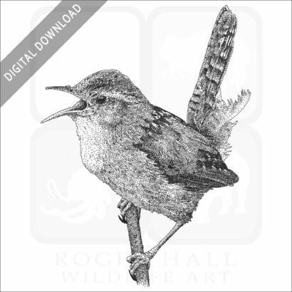 Marsh Wren