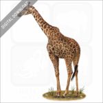 Masai Giraffe stock image